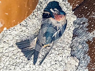 American Cliff Swallow At Nest Stock Photo