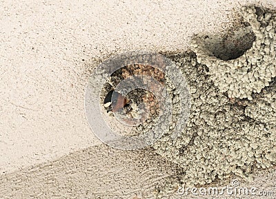 Cliff Swallow nest at the ceiling Stock Photo