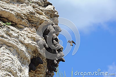 American Cliff Swallow in Yellowstone Stock Photo