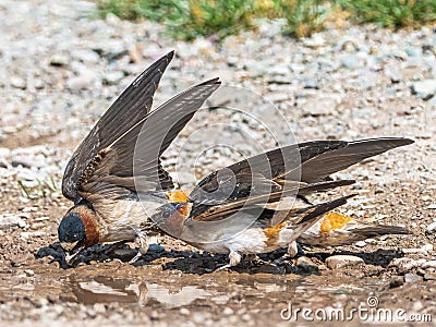 American Cliff Swallows Gathering Mud Stock Photo