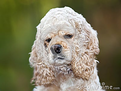 American Cocker Spaniel (1,5 years) Stock Photo