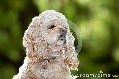 American Cocker Spaniel (1,5 years) Stock Photo