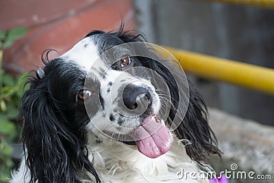 American Cocker Spaniel. Black and white dog with abundant fur and expression of love, man`s best friend forever. Stock Photo