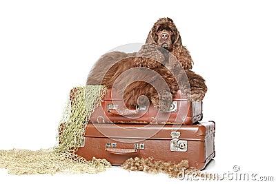 American cocker spaniel lies on vintage suitcases Stock Photo