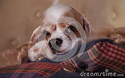 American Cocker Spaniel Stock Photo