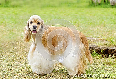 American Cocker Spaniel Stock Photo