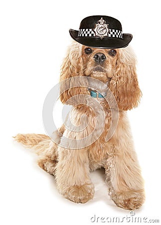 American cocker spaniel wearing wpc hat Stock Photo