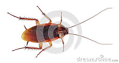 American cockroach Periplaneta americana Stock Photo