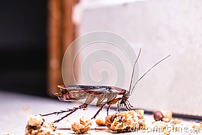 American cockroach walking around the house at night, eating scraps of food on the floor Stock Photo