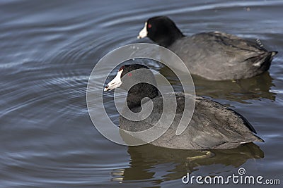 American coot bird Stock Photo