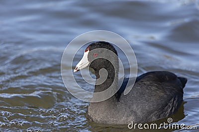 American coot bird Stock Photo