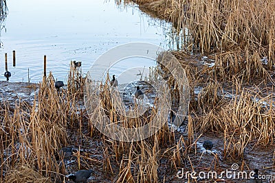 American Coot Bird Stock Photo