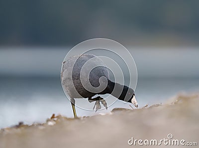 American coot feeding at seaside beach Stock Photo