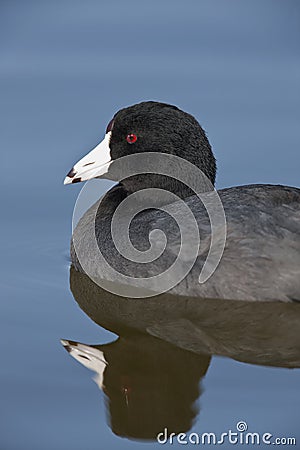 American Coot - Fulica americana Stock Photo