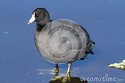 American Coot (Fulica americana) Stock Photo