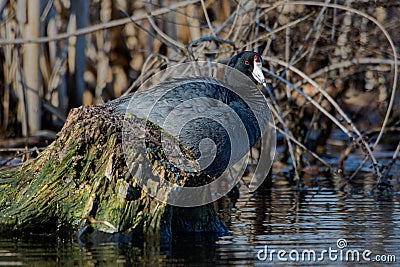 An American coot, Fulica americana, perched on a tree stump in an Indiana wetland Stock Photo