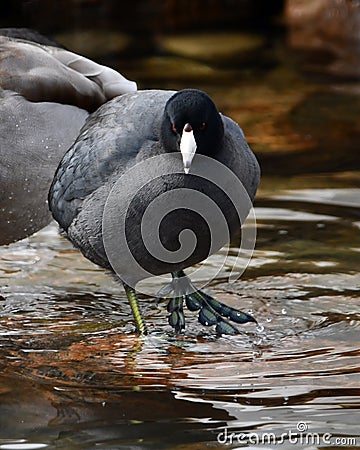 American Coot or mud hen duck with its ugly feet Stock Photo