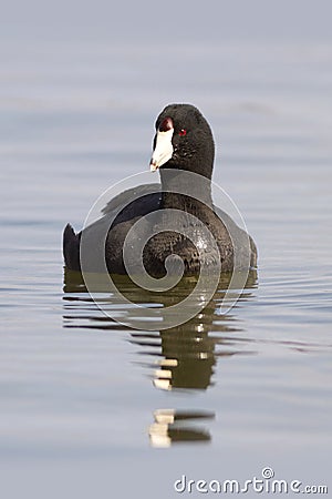 American Coot Waterfowl Bird swimming in a cold Lake Stock Photo