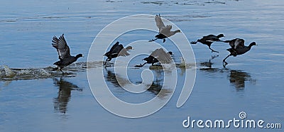 American Coots taking off from icy lake Stock Photo