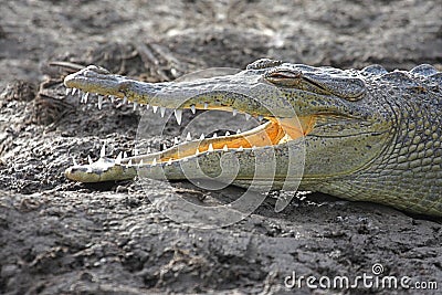 American crocodile (Crocodylus acutus) Basking in The Sun Stock Photo