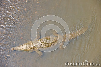 American crocodile swimming Stock Photo
