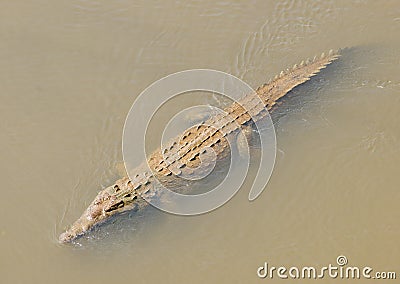American crocodile swimming Stock Photo