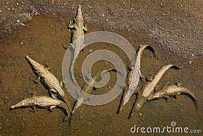 American crocodiles, Crocodylus acutus, animals in the river. Wildlife scene from nature. Crocodiles from river Tarcoles, Costa Stock Photo