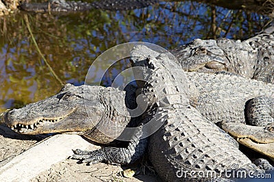 American Crocodiles playing near swamp Stock Photo