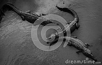 American crocodiles in the Tarcoles river Stock Photo