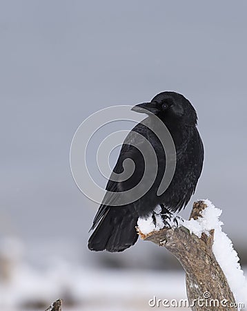 American Crow Stock Photo