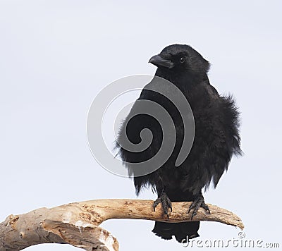 American Crow Stock Photo