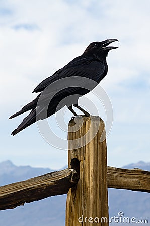 American Crow Stock Photo