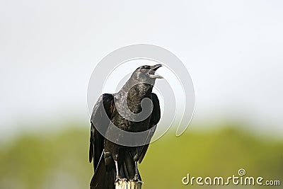 American Crow perched Stock Photo