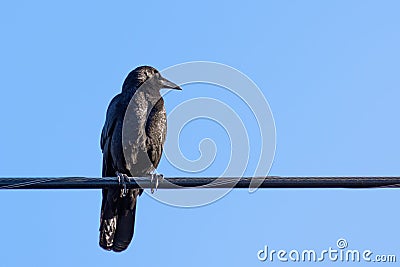 American crow sitting on a cable; blus sky background Stock Photo