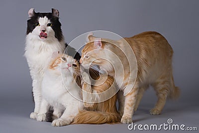 American curl Stock Photo