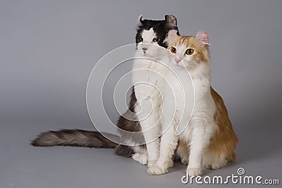 American curl Stock Photo