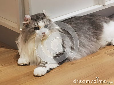 American Curl Breed Cat Baby Cats Kitten Curls Kitty Kitties Arc Curled Ears Meow Pet Pets Fur Tiger Grooming America Showcats Stock Photo