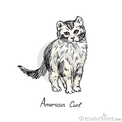 American curl, cat breeds illustration with inscription, hand drawn colorful doodle, vector Vector Illustration