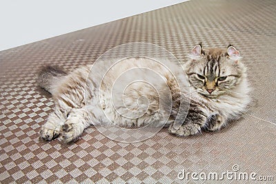 American Curl cat Stock Photo