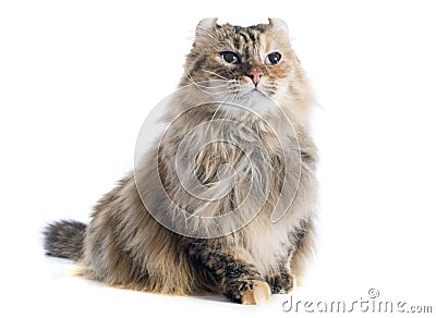 American curl cat Stock Photo