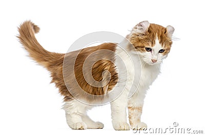 American Curl kitten, 3 months old, standing and looking down Stock Photo