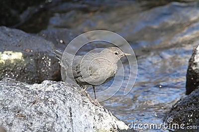 American Dipper (Cinclus mexicanus) Stock Photo