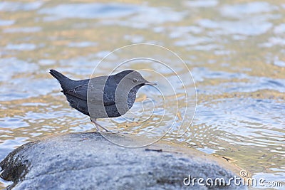 American Dipper Stock Photo