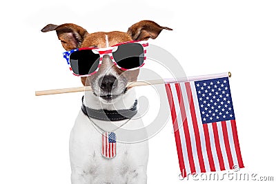 American dog Stock Photo