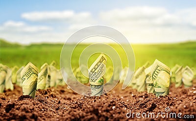 American dollars grow from the ground Stock Photo