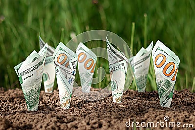 American dollars grow out of the ground like plants against a backdrop of greenery. The concept of investment, passive income, Stock Photo