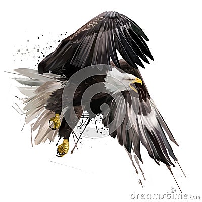 American eagle flying watercolor drawing Stock Photo