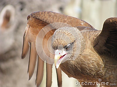 American eaglet Stock Photo