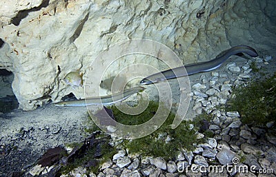 American Eel Parade - Vortex Springs Stock Photo