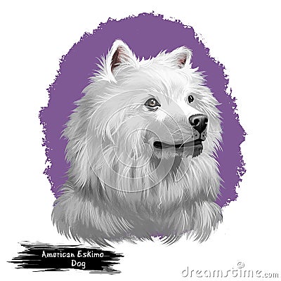 American Eskimo Dog digital art illustration isolated on white. Eskimo Spitz German Spitz. Eskie of miniature size Cartoon Illustration